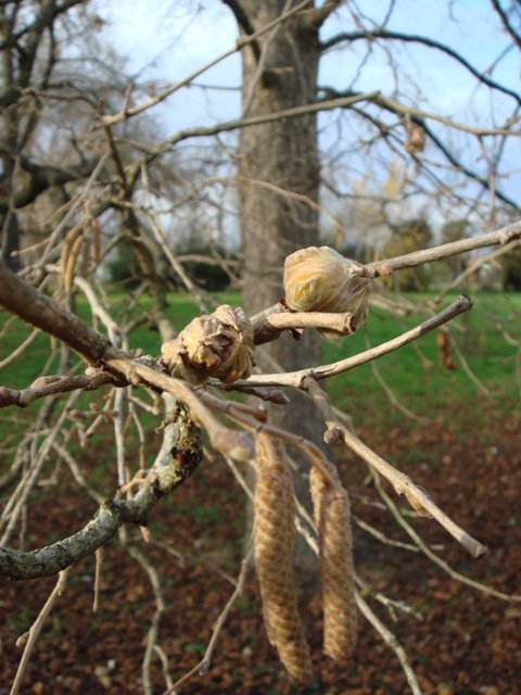 Corylus colurna fleurs males et femelles